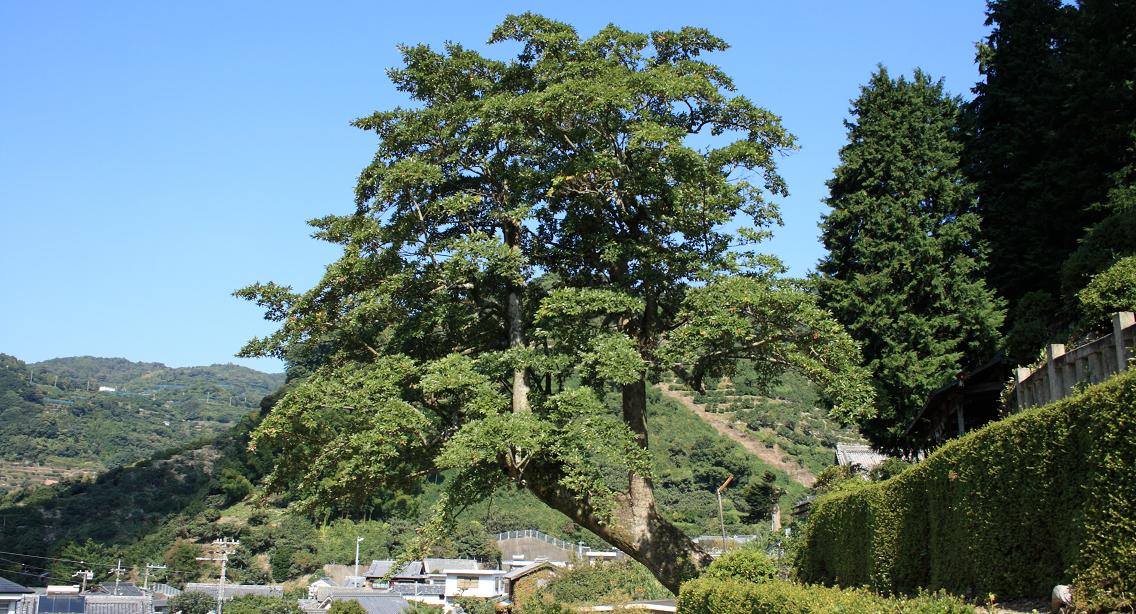 立神社境内　天然記念物：オガタマ